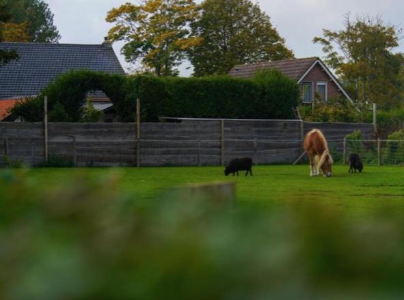 Vakantiewoning De Schelp Ellemeet Zewnętrze zdjęcie